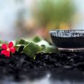 Janma Rashi, Grah Dasha & Ayurvedic Panchakarma Benefits for Wellbeing
